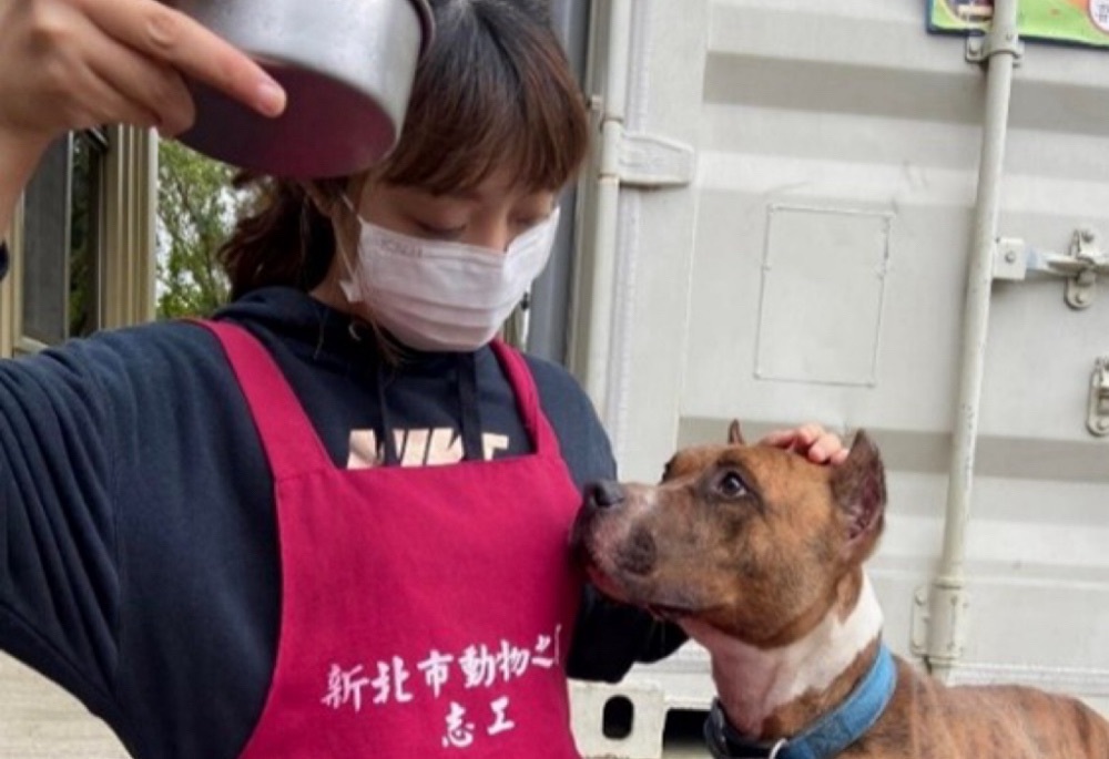 比特犬專案訪查205戶 新北動保處強調違規最高可罰15萬 220 248251101a02