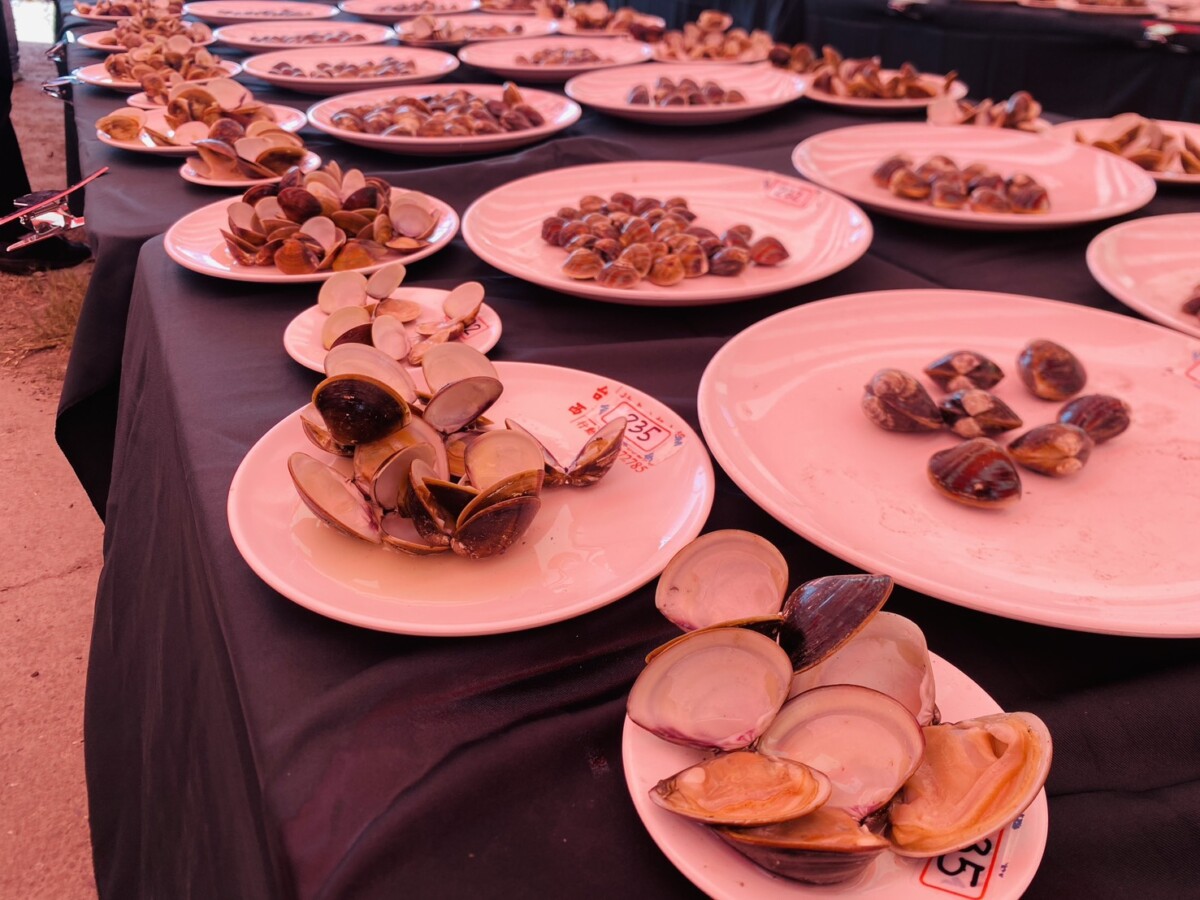 ▲活動中特別舉辦文蛤評鑑比賽,共有 120 位養殖業者參與。評審團透過清蒸試吃,針對文蛤大小、均勻度、外觀形狀、肥滿度與口感等進行評分。(記者蘇峯毅攝)