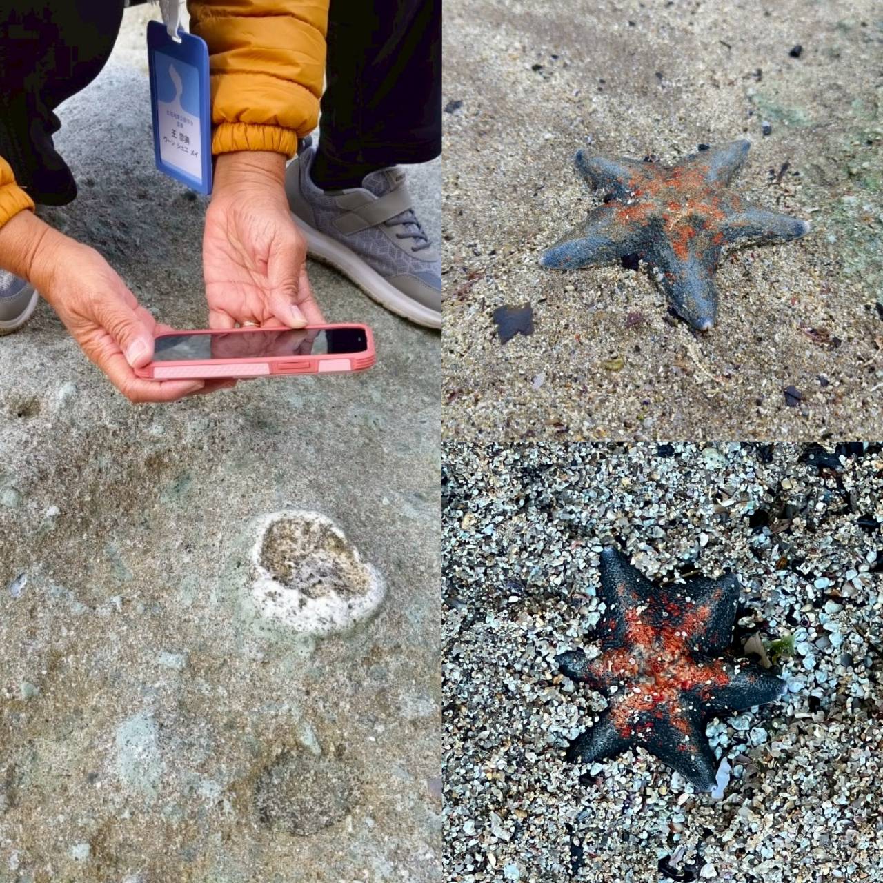 青森當地人推薦的日本秘境100選之一，同時也是國指定天然紀念物的佐井村佛浦，是距今約2000萬年以前，由海底火山噴發所形成，因此也可以看到不少海底化石。