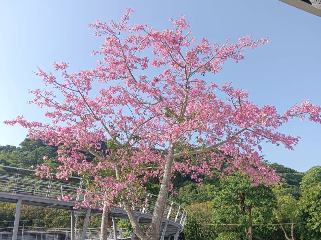 台中美人樹盛開 粉紅花海妝點街景掀起秋日浪漫風潮