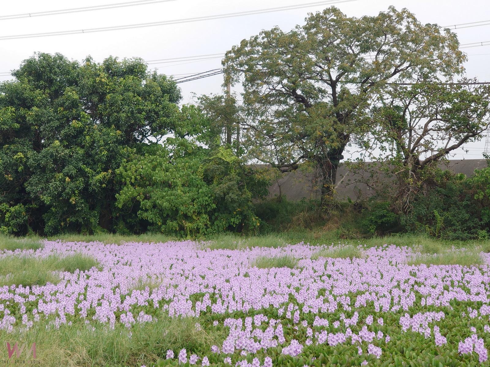 水面鋪紫毯　布袋蓮花開彰化池塘　成浪漫打卡祕境
