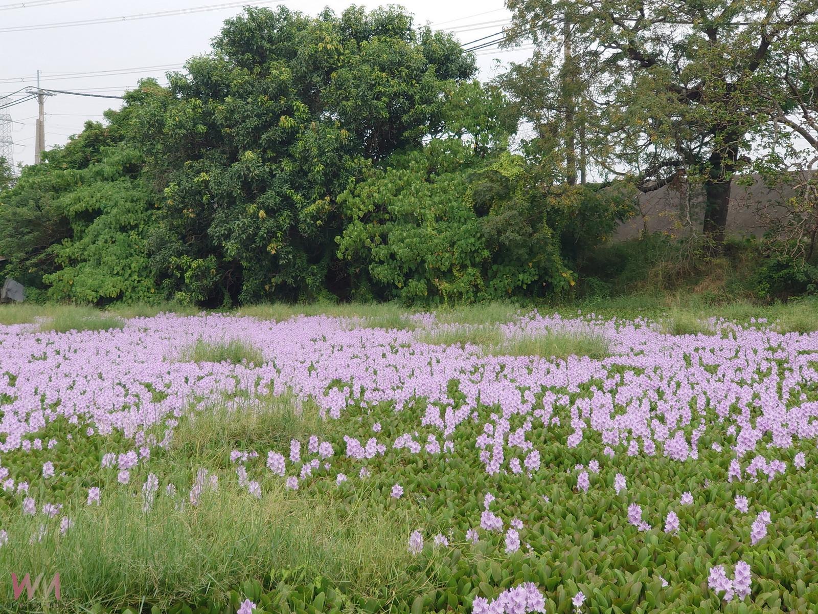 水面鋪紫毯　布袋蓮花開彰化池塘　成浪漫打卡祕境 - https://www.watchmedia01.com