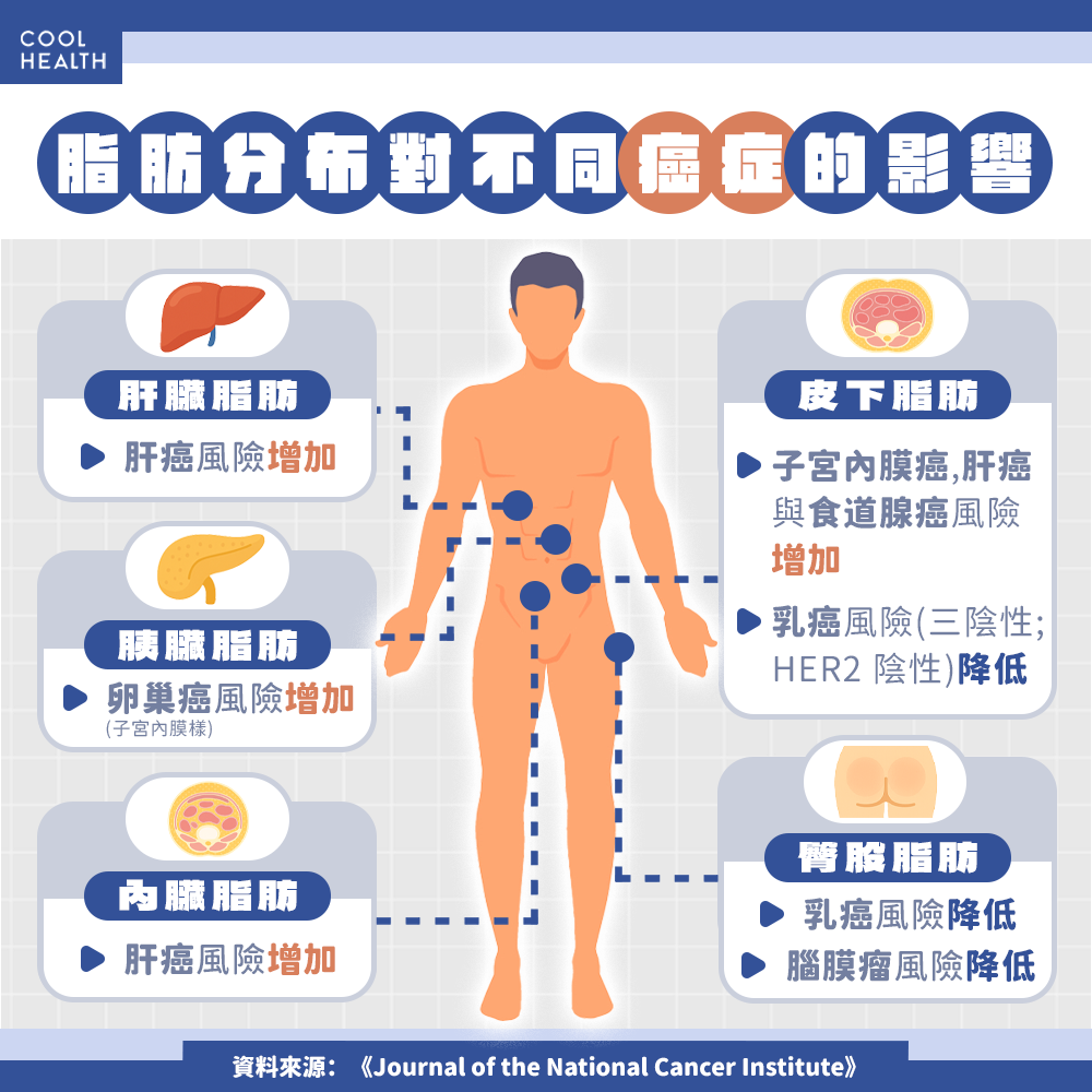 脂肪長在腹部更容易罹癌? 研究:與這5種癌症風險有關