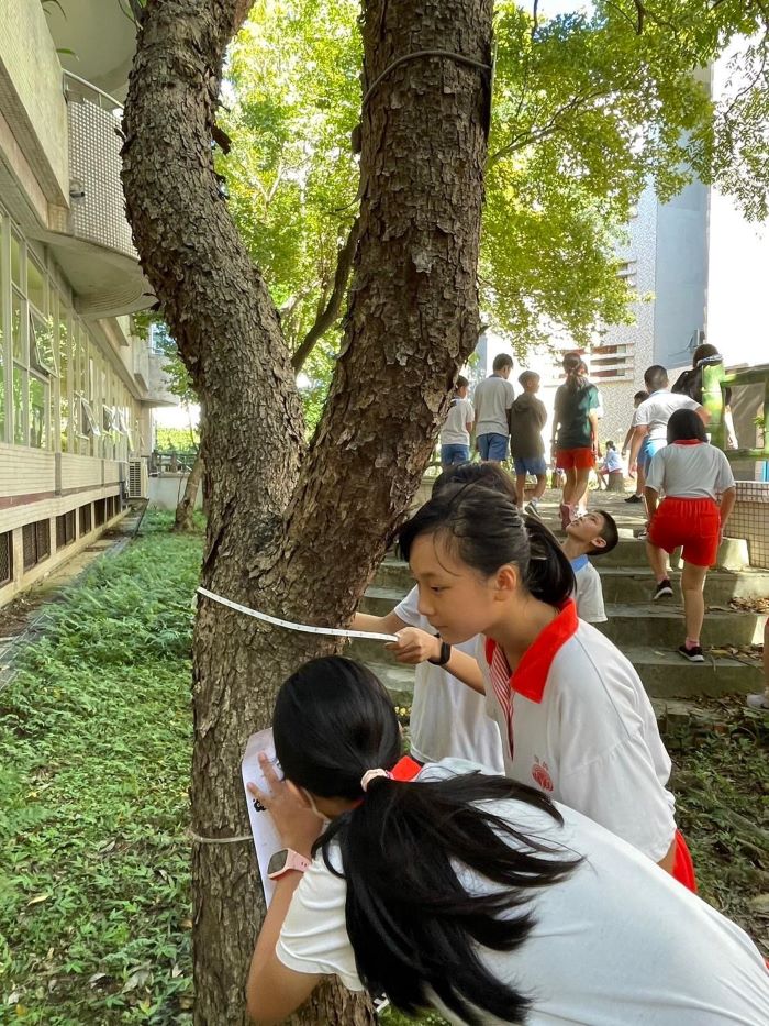 齊心打造校園碳中和 新北市立學校全數獲低碳校園認證 31 《圖說》學生學習認識樹木碳匯並實際計算碳匯量--板橋區信義國小。〈環保局提供〉