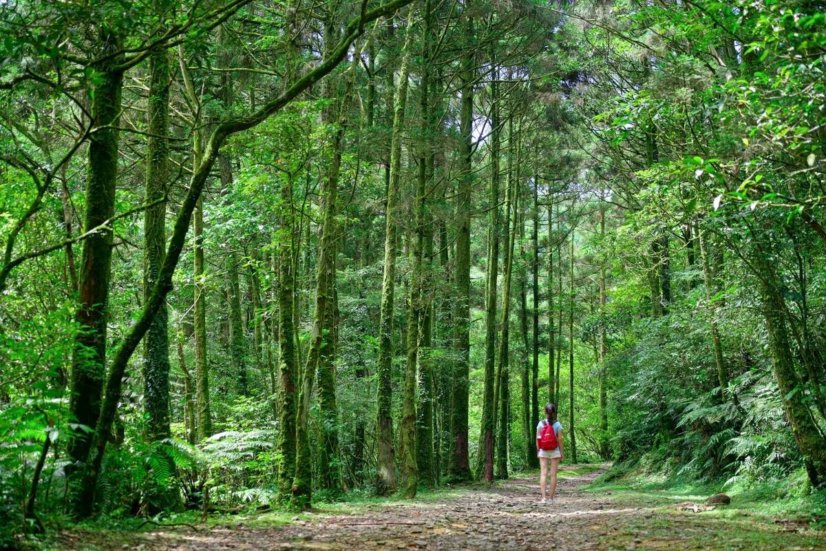 走1.5公里就能望見龜山島! 開箱新北絕美森林古道