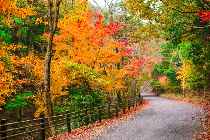 長崎超人氣!壽福寺「倒映紅葉」2025公開日期公佈
