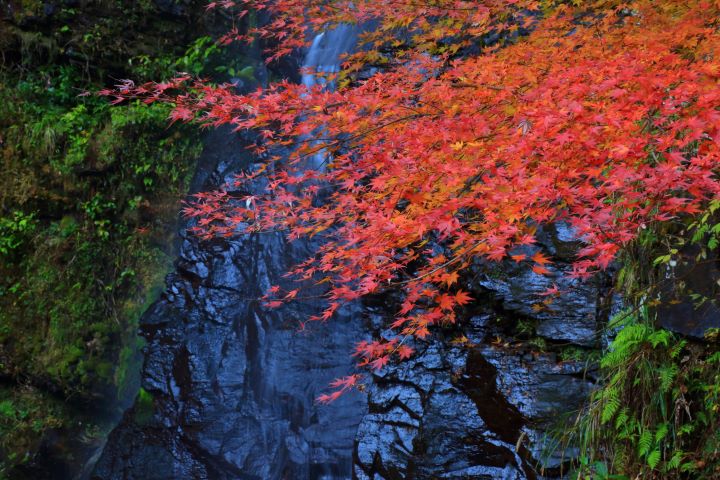長崎超人氣!壽福寺「倒映紅葉」2025公開日期公佈
