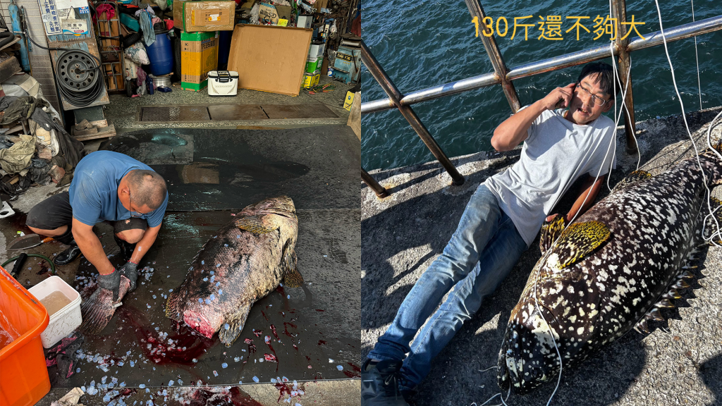 台南釣客海邊開外掛!3分鐘拉起130斤龍膽石斑 網驚:根本海中王者