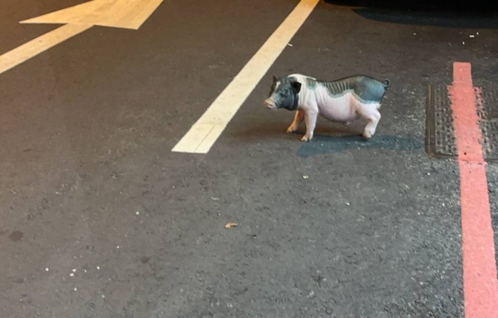 非洲豬瘟防疫期間台中麝香豬趴趴走!- 飼主將被罰