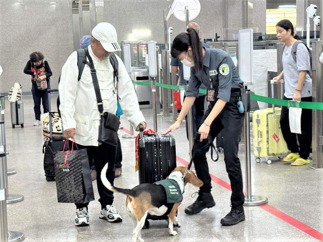 ▲廈門、泉州等航線由狗狗協助加強檢查,嚴防動物性產品非法入境。(記者 李堂安 翻攝)