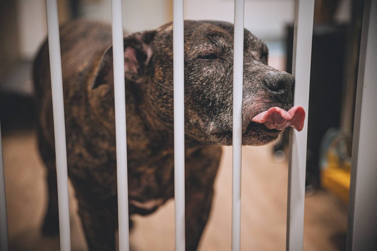 新北強化比特犬管理　動保處推訓練課程促正向飼養