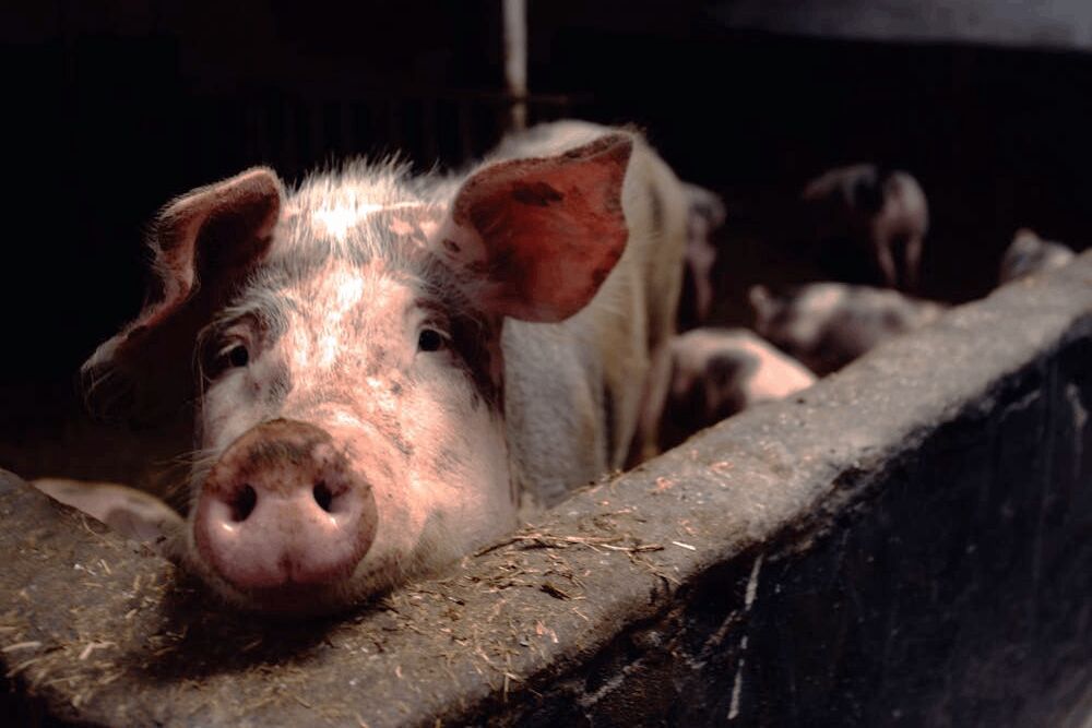 立委關心屏東養豬場稽查率 環境部說明資料有「時間差」 214 照片來源:Matthias Zomer攝影/Pexels