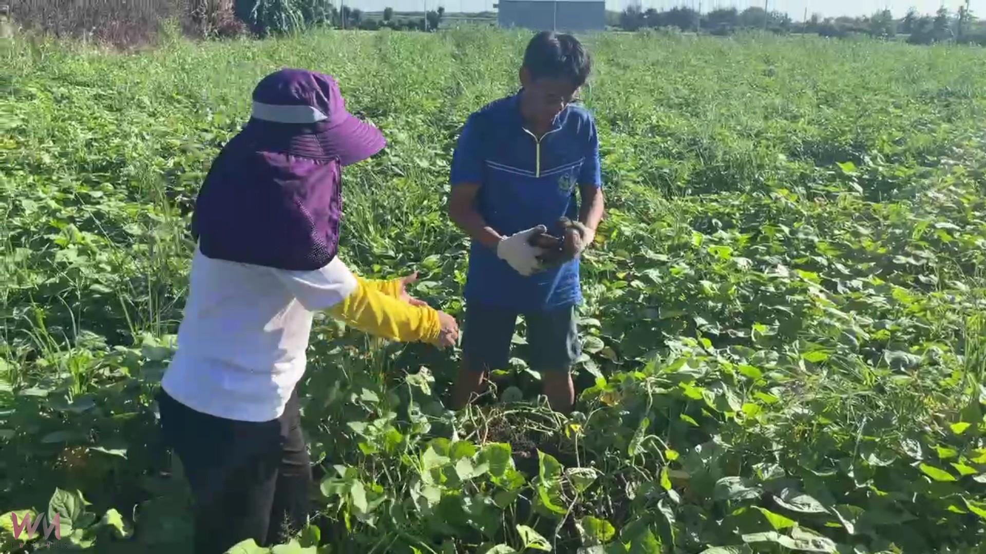 (有影片)/跨海來的大城媳婦 劉彩紅用地瓜種出幸福生活 - https://www.watchmedia01.com