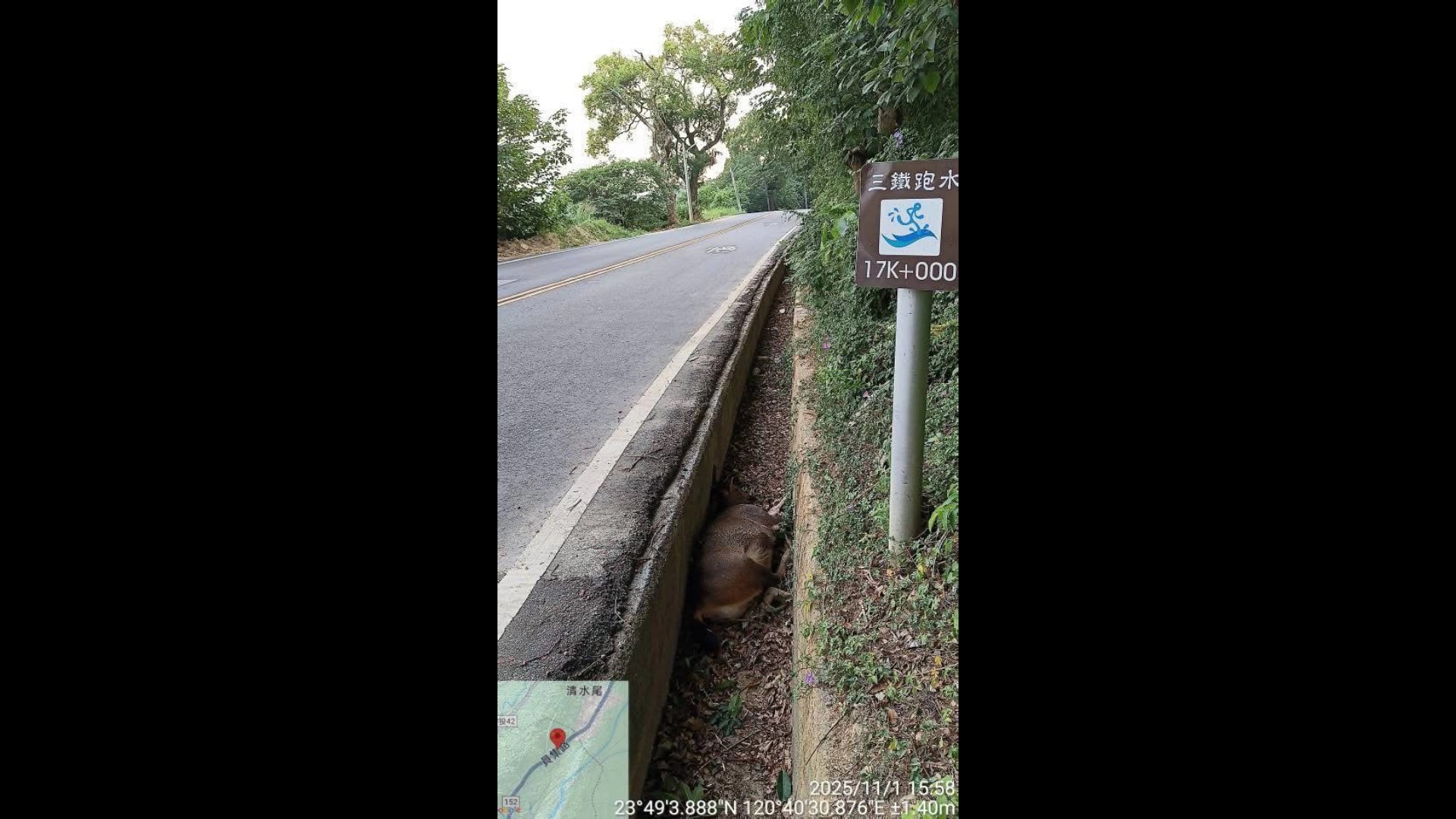 二水山區水鹿倒臥水溝 動防所澄清非洲豬瘟無關 - https://www.watchmedia01.com