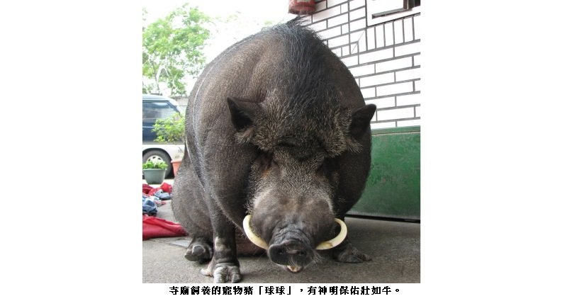 「戒嚴期間」寵物豬亂小跑出來逛大街