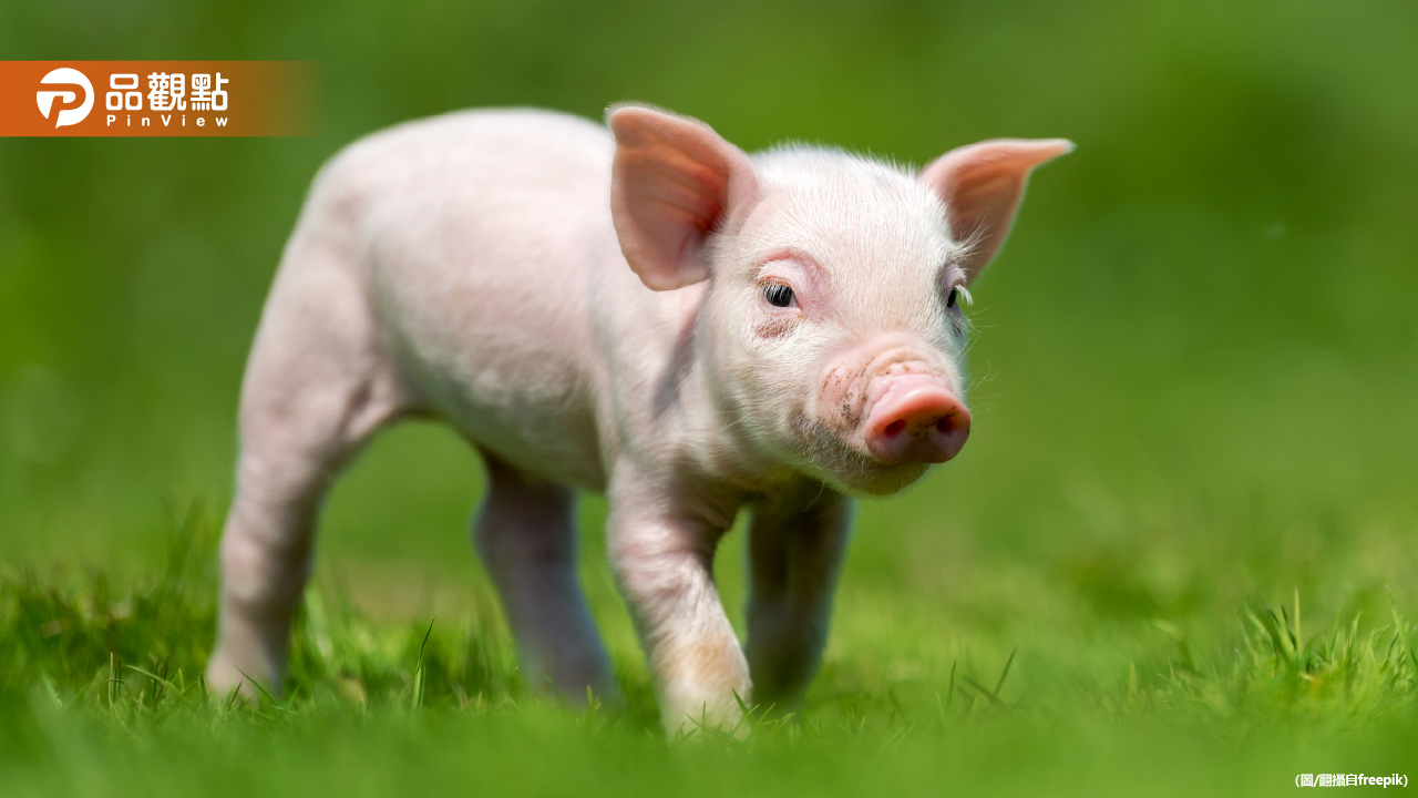 台中寵物豬半夜逛大街!飼主恐被罰 網友歪樓:很缺豬肉