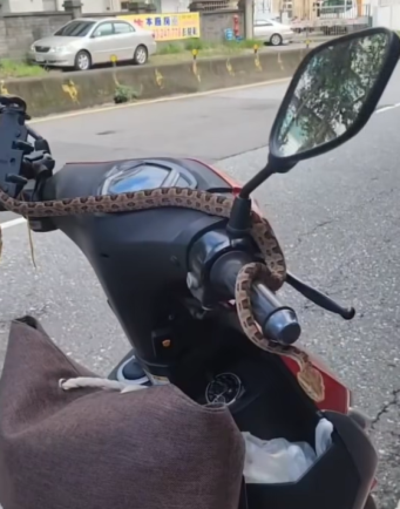 嚇壞!騎車一半手癢低頭看-機車龍頭天降龜殼花