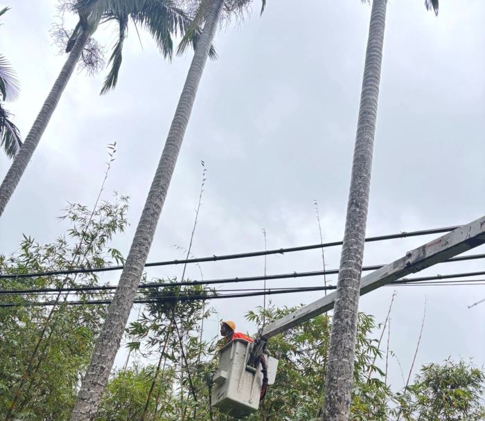 《圖說》台電「預防性樹木修剪」兼顧供電安全與護樹要求的原則。〈基隆區處提供〉