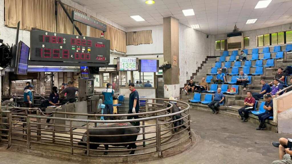 ▲苗栗肉品市場交易熱絡,拍賣均價創近期新高。