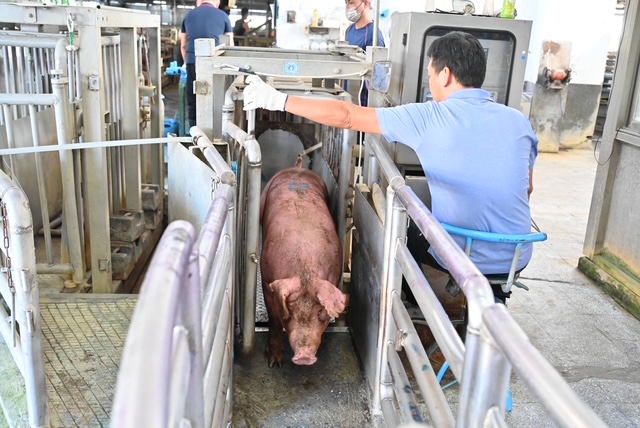 豬隻禁運禁宰解封　宜蘭肉品市場以10月21日鄰近三縣市均價為基準起拍