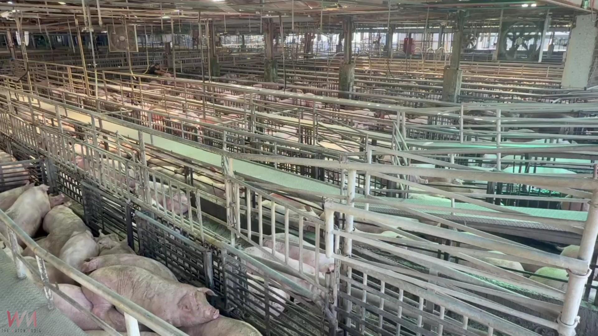 （有影片）／禁運解除！彰化毛豬今恢復拍賣　買氣熱、每公斤飆破116元 - https://www.watchmedia01.com