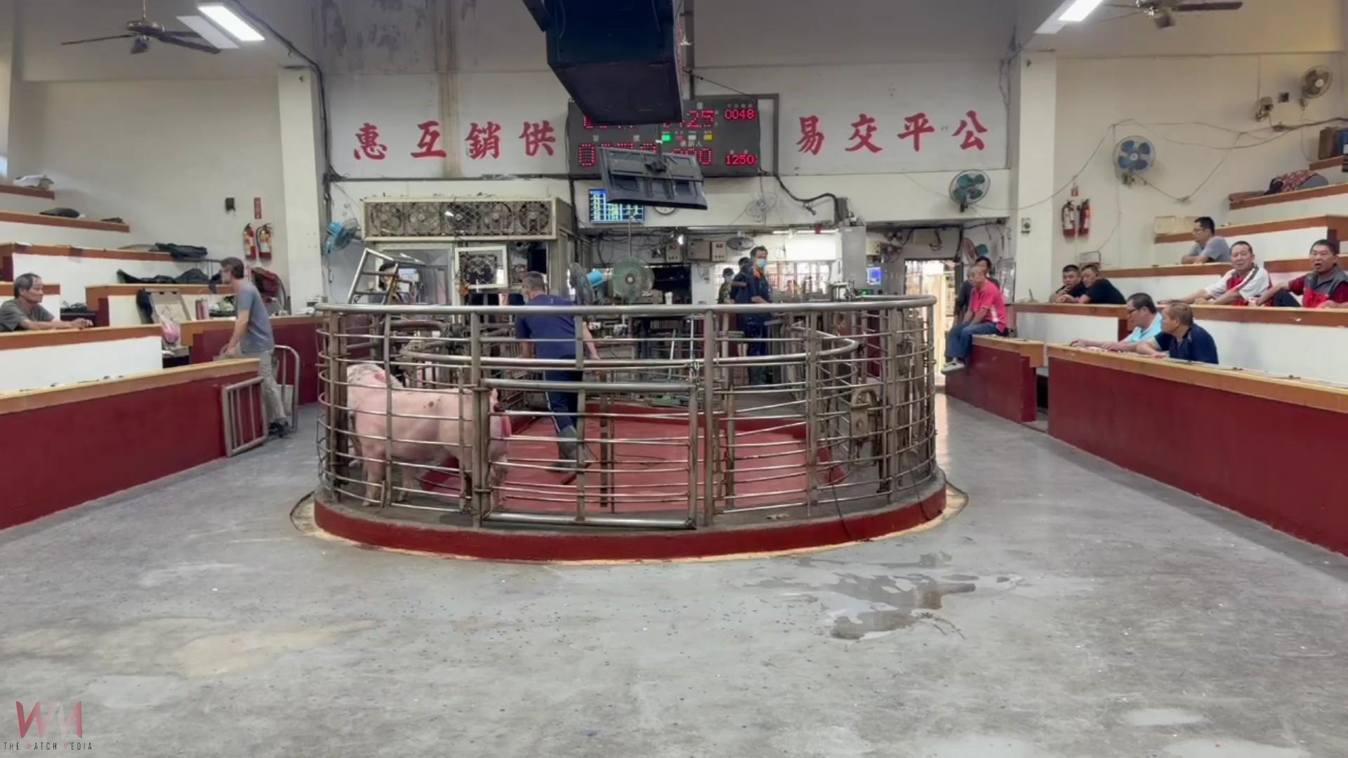 （有影片）／禁運解除！彰化毛豬今恢復拍賣　買氣熱、每公斤飆破116元 - https://www.watchmedia01.com