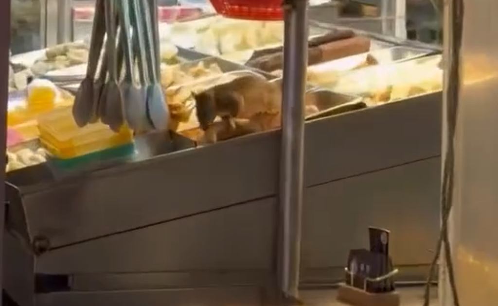 影/鹹酥雞攤驚見老鼠啃食材 業者道歉:丟棄消毒環境處理