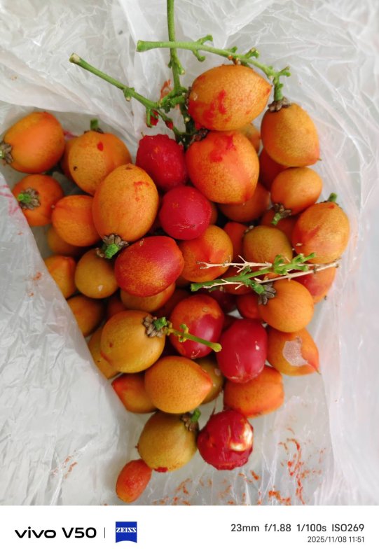 花生牛奶果,現在屏東縣一家農戶休閒農場長很多