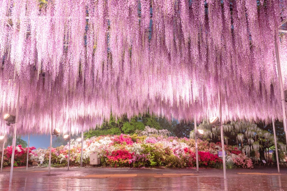 日本栃木縣首次參展 感受北台灣旅客的熱烈支持