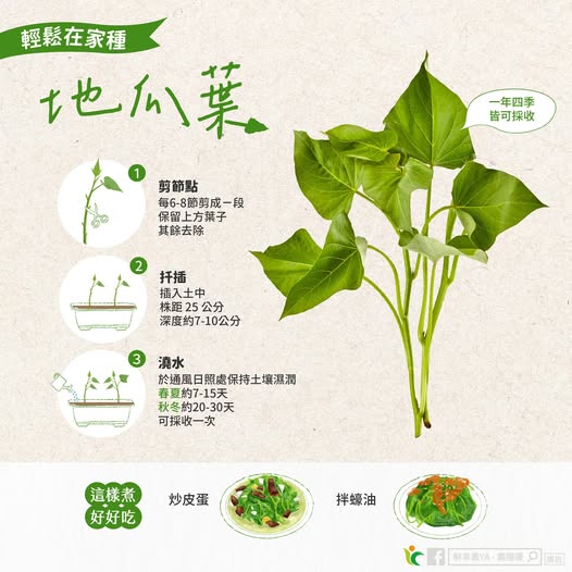 地瓜葉在家也能種!農糧署教你三步驟打造綠意小菜園 570288968 1139484571663505 5629841682444245297 n