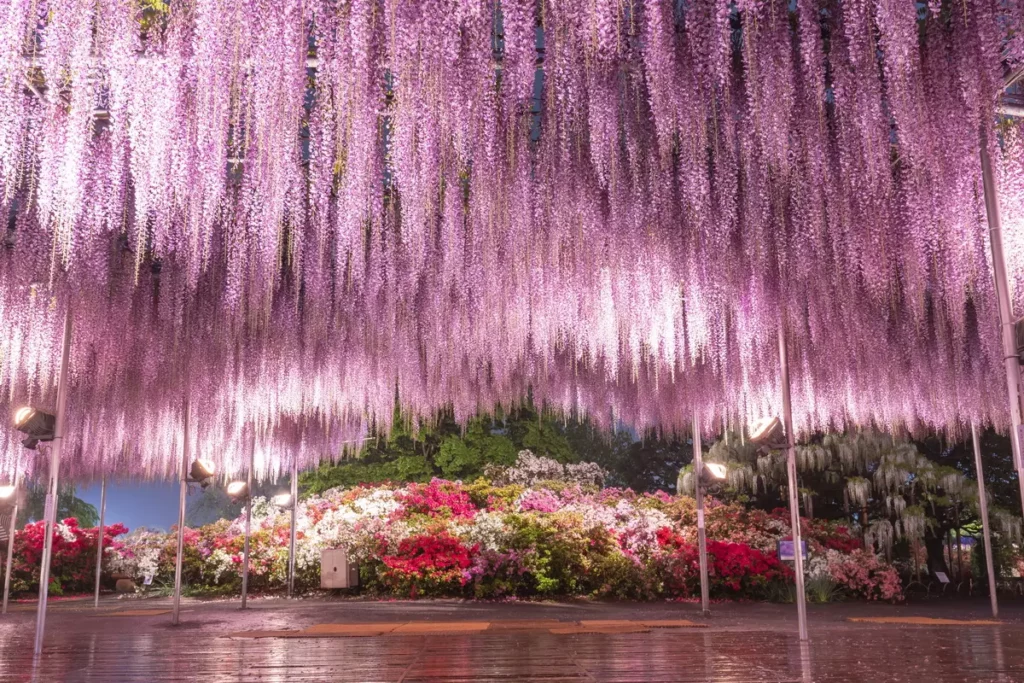 栃木縣的紫藤花是日本觀光大地標之一。