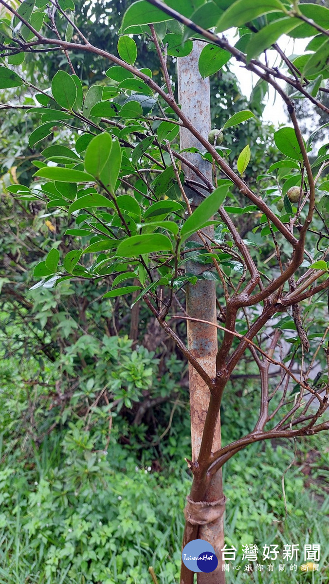 油茶幼苗防風