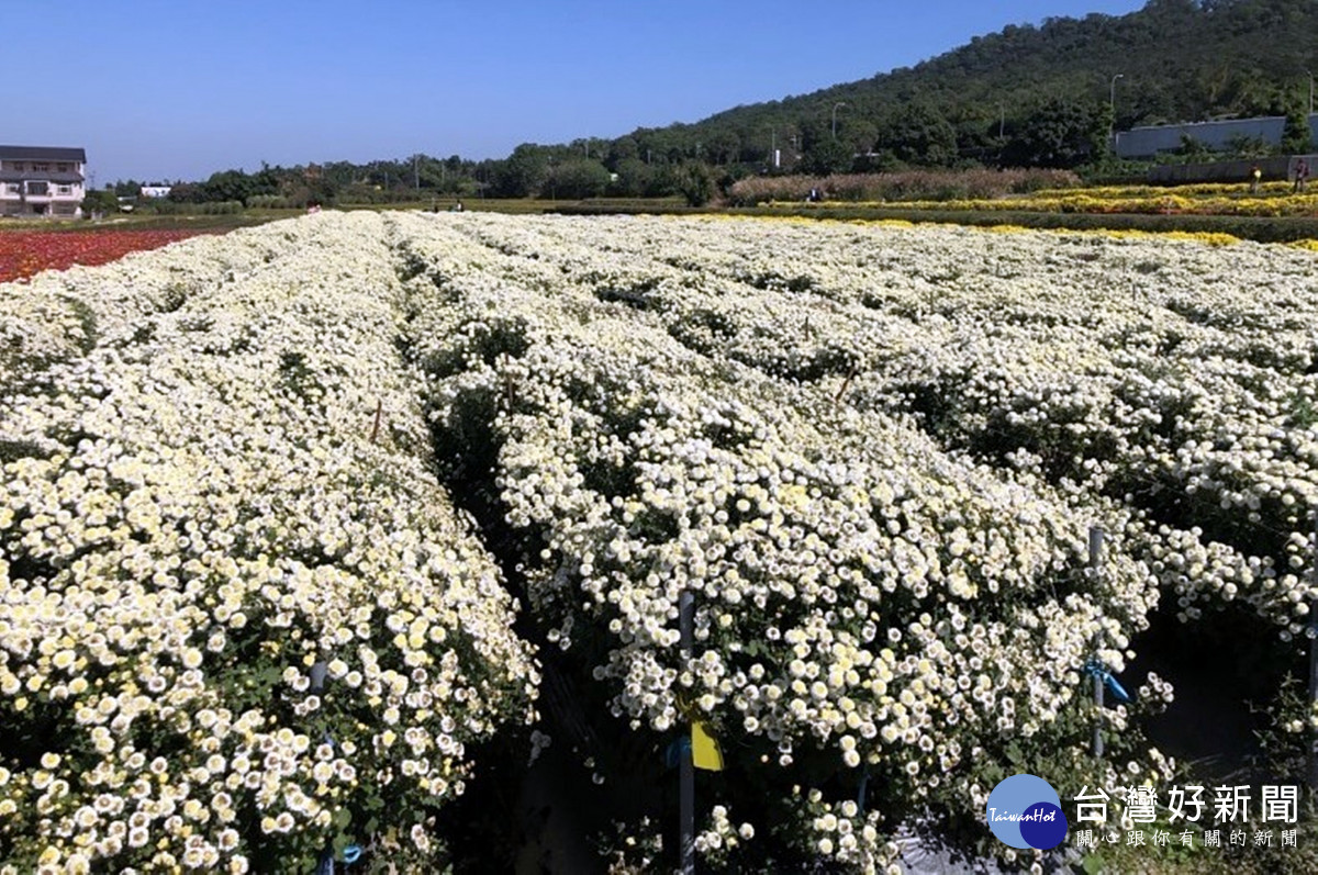 杭菊架設植栽網可避免植株倒伏