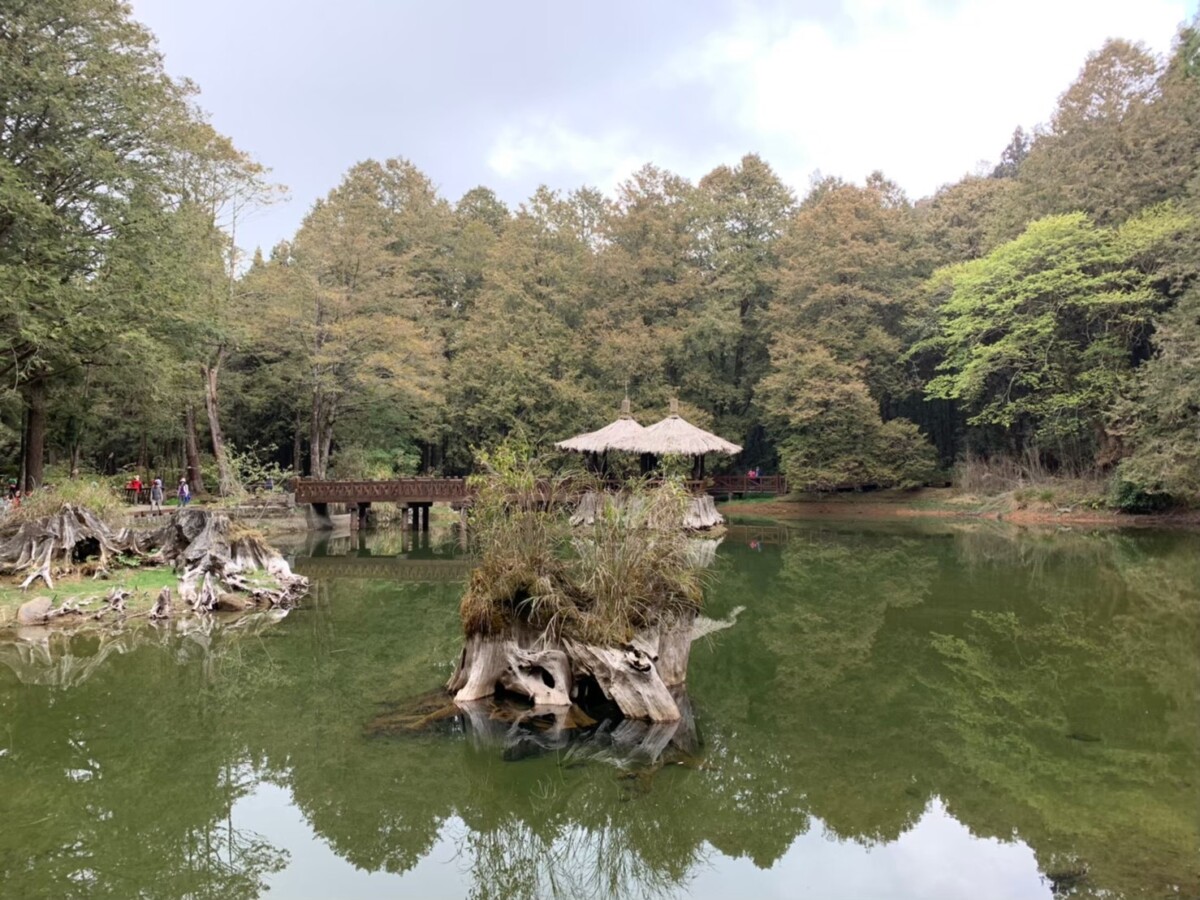 考量鳳凰颱風來襲安全，阿里山國家森林遊樂區、臺灣一葉蘭自然保留區及自然步道自11月11日17時起預警性休園。（圖/記者陳惲朋攝）