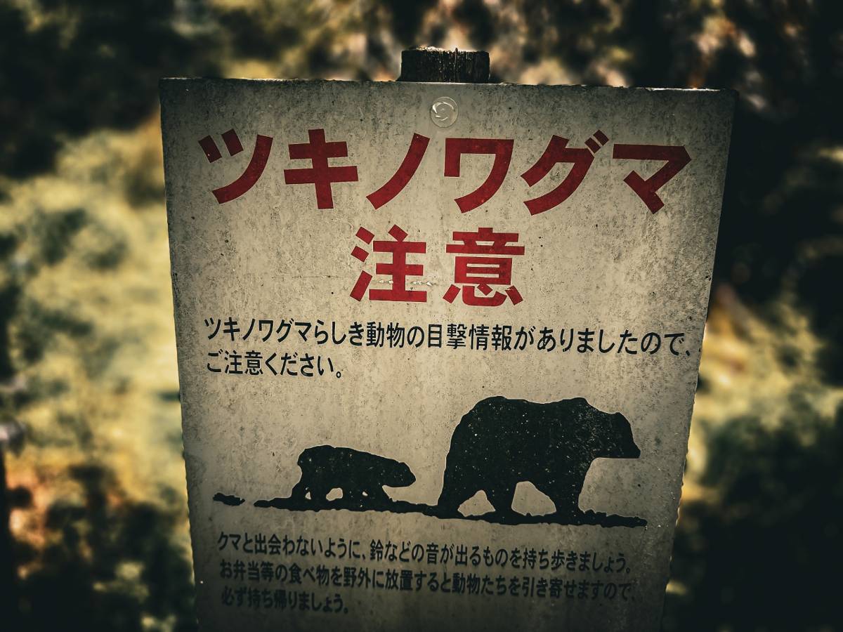 日本熊害失控! 民眾抗議撲殺遭前知事嗆「那熊送你家」