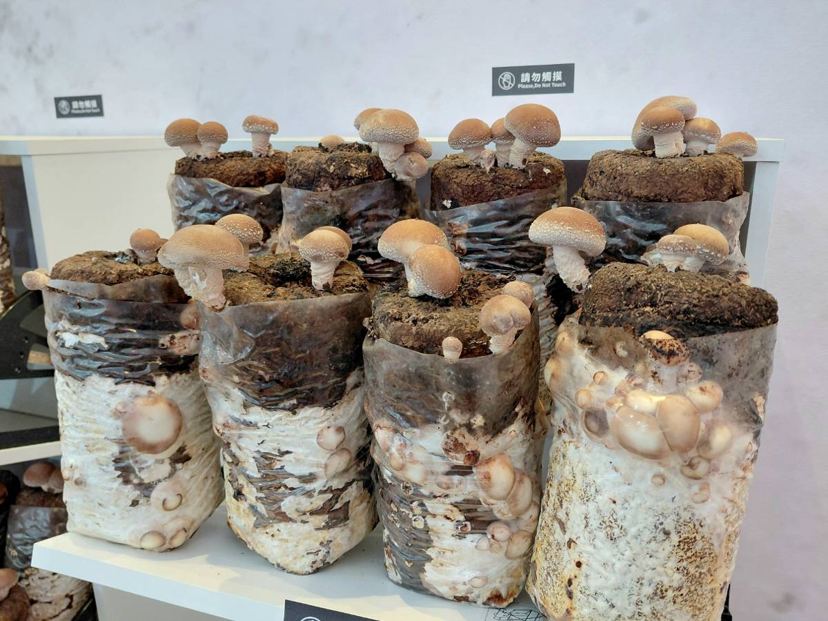 八縣市合作推廣區域農業 台中展售會熱鬧開幕