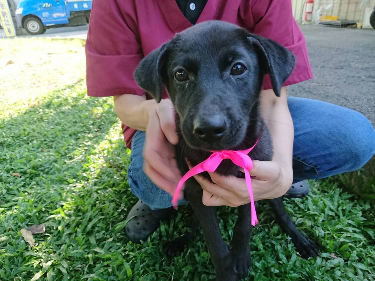 新北犬貓絕育補助延長至11/28 飼主替毛孩健康再加分