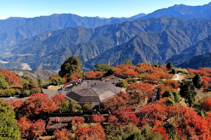 小笠原山平台零死角楓紅景色。 圖:阿里山賓館/提供