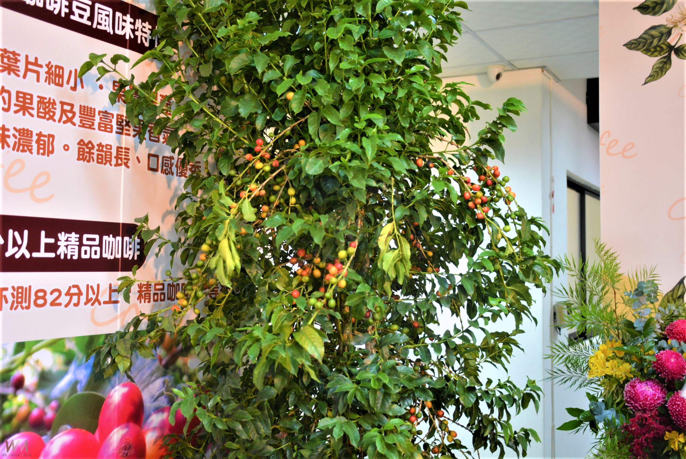 適合中低海拔產區種植 咖啡台農1號開啟臺灣咖啡新篇章 - https://www.watchmedia01.com