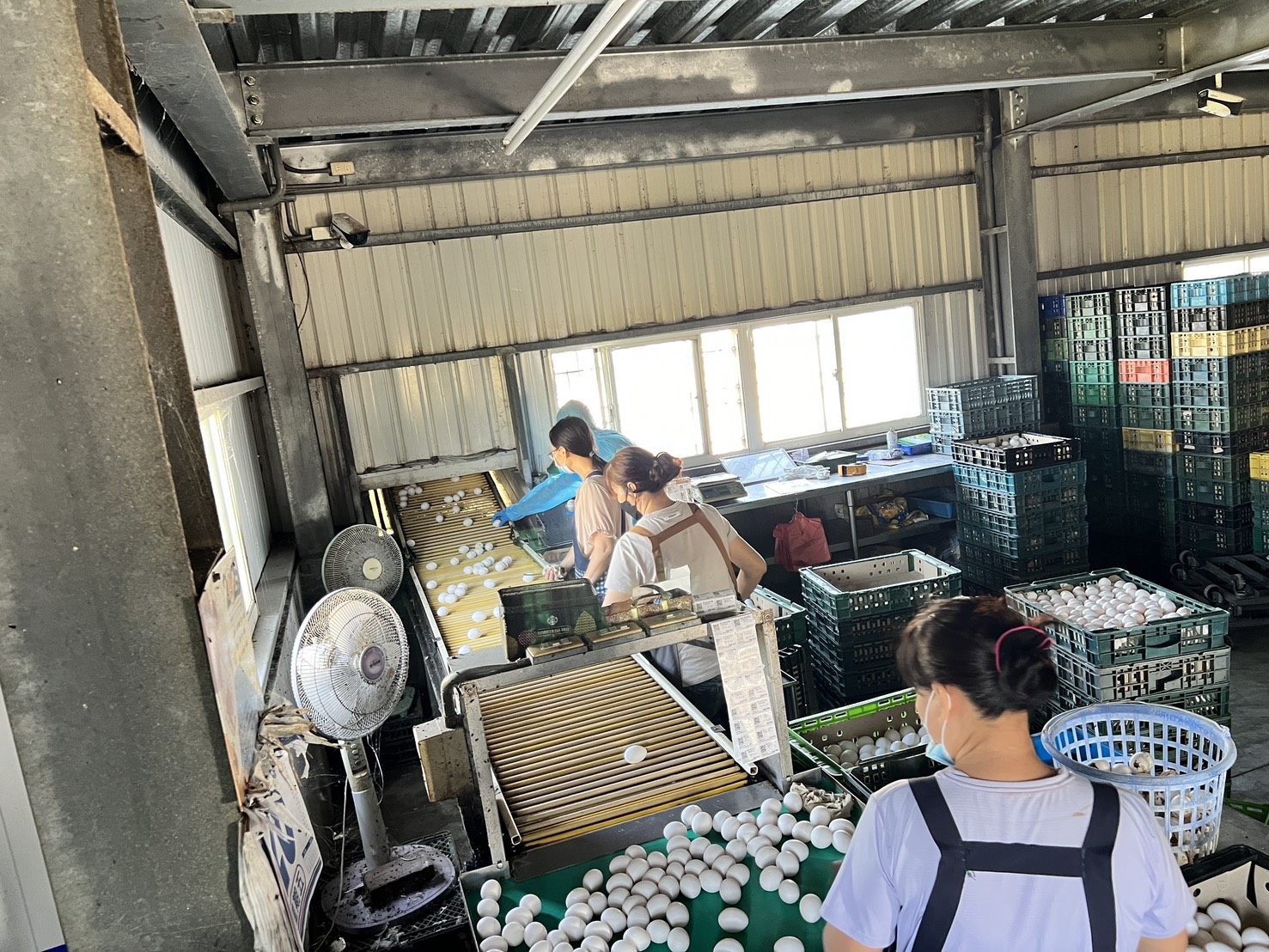 文雅畜牧場雞蛋二度驗出芬普尼超標 羽毛殘毒27倍 檢方將偵辦 - https://www.watchmedia01.com