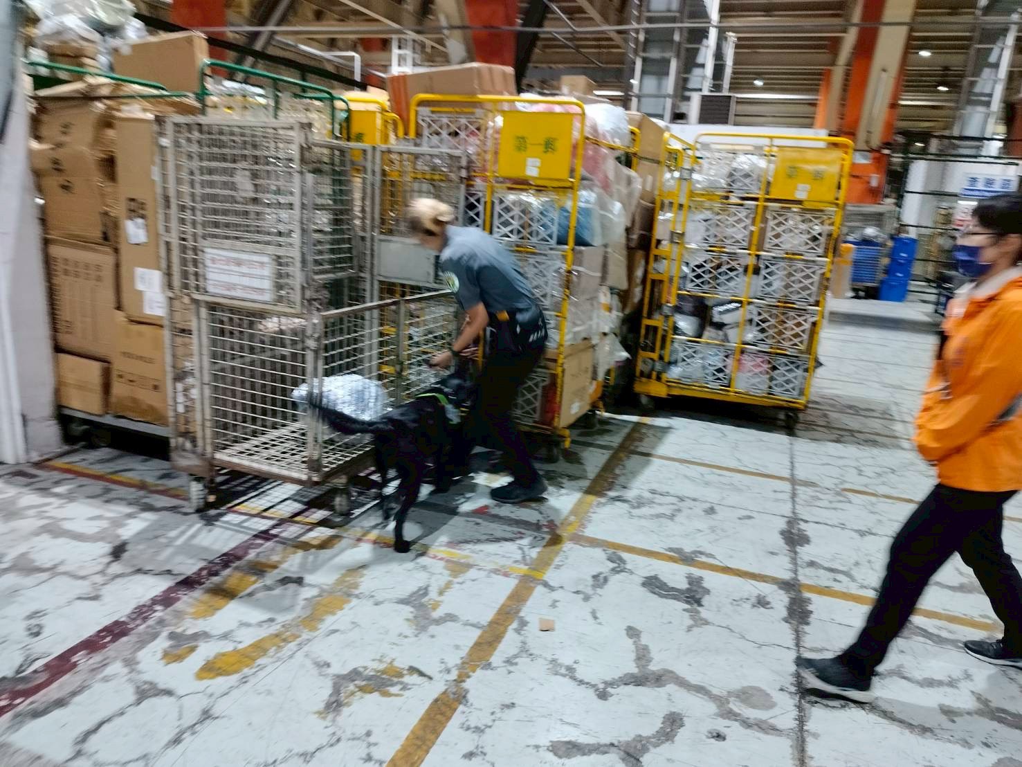 高雄關聯合動植物防疫檢疫署加強查緝海運快遞貨物，全力防堵非洲豬瘟入侵
