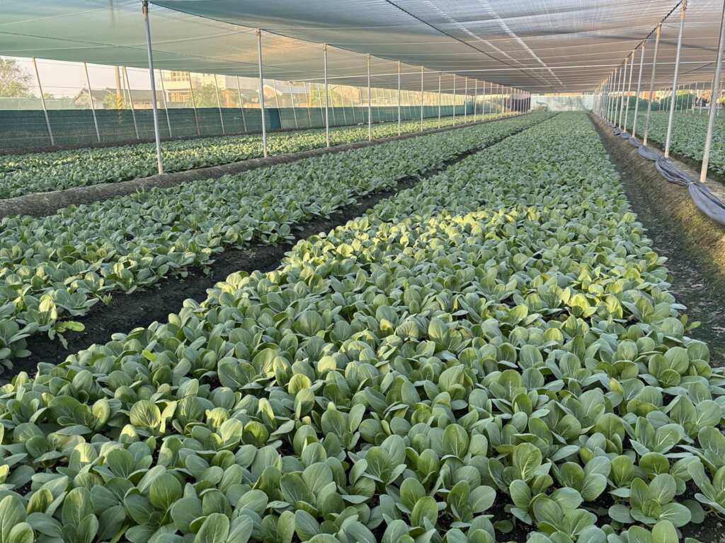 ▲颱風後中南部蔬菜受損輕微,可穩定供應市場所需。(圖/農糧署提供)