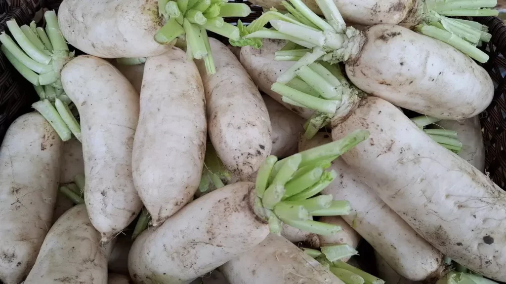 白蘿蔔