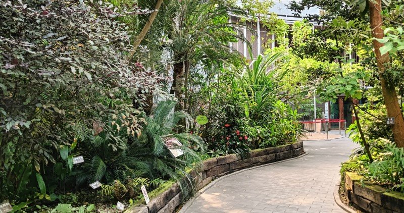 等你來挖寶! 臺北典藏植物園降真香結實纍纍