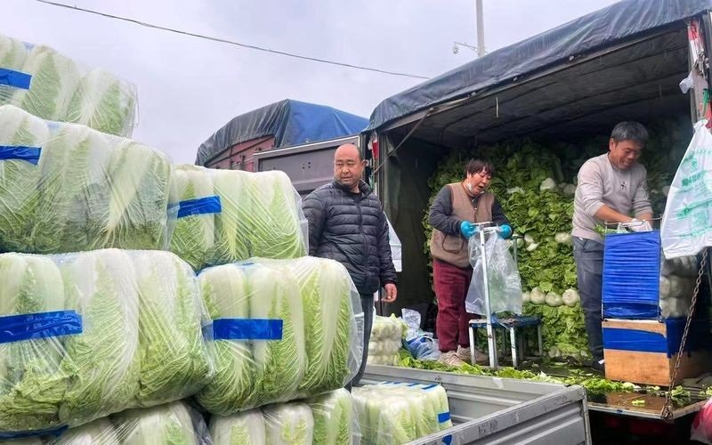 冬儲大白菜上市 北京日均千噸進場