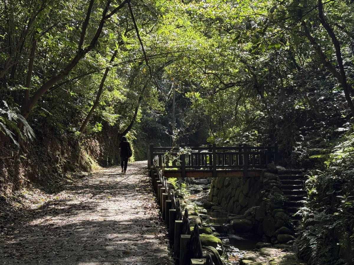 樹冠層層交織，秋日光芒灑落林間。（圖／北市大地處提供）