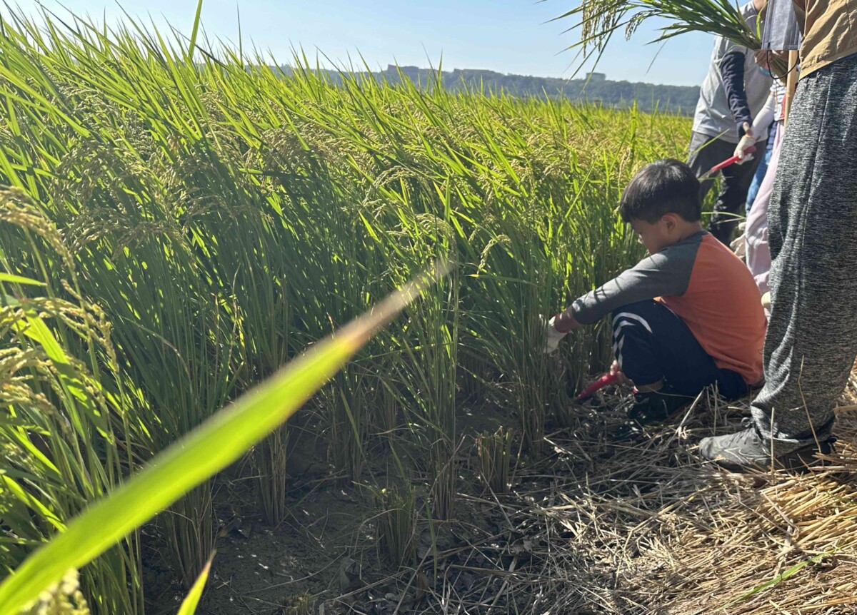 ▲稻香忘憂谷食農教育體驗營，大小朋友割稻體驗。(圖/記者顏淑娟翻攝)