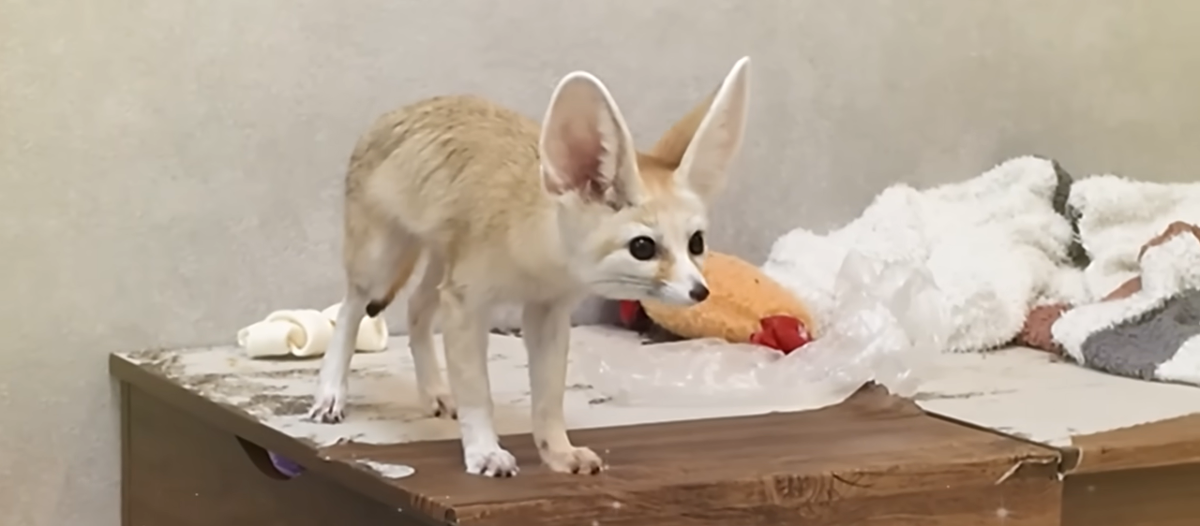 東京耳廓狐飼主首度曝光！　親手餵養三隻幼狐