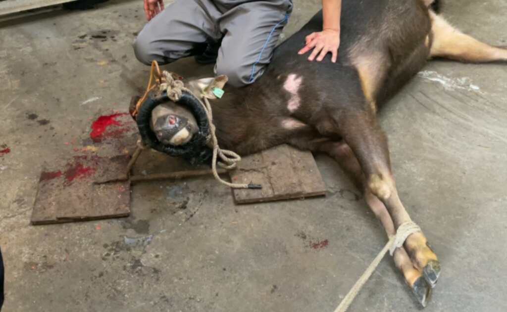 ▲PETA善待動物組織發佈最新調查,揭露鹿茸產業背後的殘酷真相。(圖/PETA提供)
