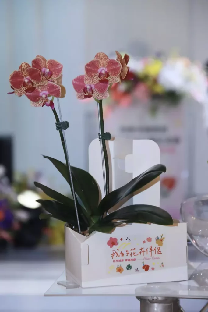用花成習慣，生活更幸福